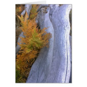 Fall Forest Brackens (Front)