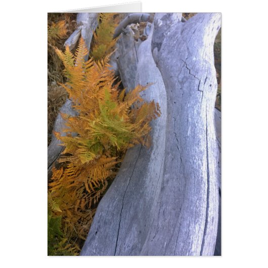 Fall Forest Brackens Cards (Front)