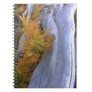 Fall Forest Brackens Notebook