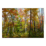 Fall Forest I Autumn Landscape Photography Cards