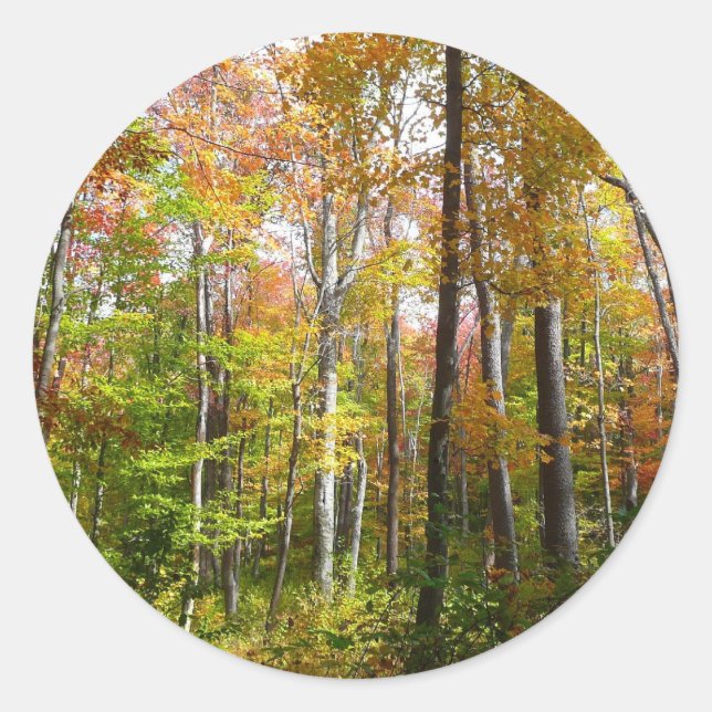 Fall Forest I Autumn Landscape Photography Classic Round Sticker (Front)