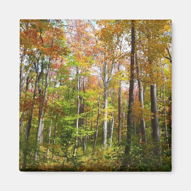 Fall Forest I Autumn Landscape Photography Magnet (Front)