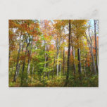 Fall Forest I Autumn Landscape Photography Postcard