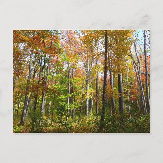 Fall Forest I Autumn Landscape Photography Postcard (Front)