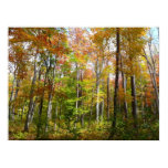 Fall Forest I Autumn Landscape Photography Poster