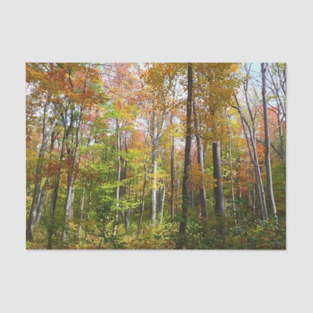 Fall Forest I Autumn Landscape Photography Tissue Paper (Front)
