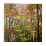 Fall Forest II Autumn Landscape Photography Ceramic Tile