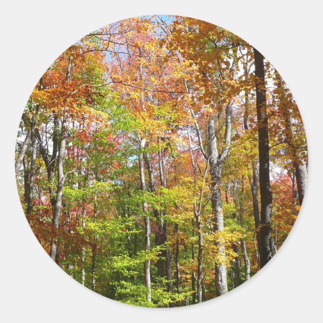 Fall Forest II Autumn Landscape Photography Classic Round Sticker (Front)