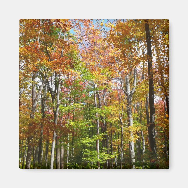 Fall Forest II Autumn Landscape Photography Magnet (Front)