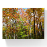 Fall Forest II Autumn Landscape Photography Paperweight