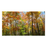 Fall Forest II Autumn Landscape Photography Photo Print