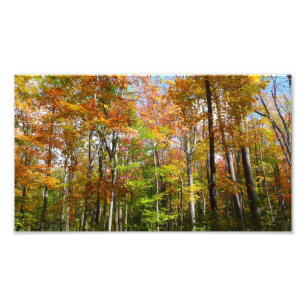 Fall Forest II Autumn Landscape Photography Photo Print