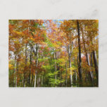 Fall Forest II Autumn Landscape Photography Postcard