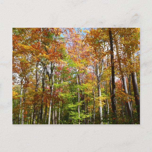Fall Forest II Autumn Landscape Photography Postcard (Front)