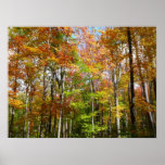 Fall Forest II Autumn Landscape Photography Poster