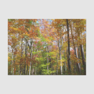 Fall Forest II Autumn Landscape Photography Tissue Paper