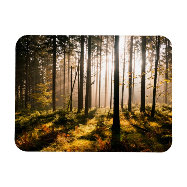 Fall Forest with Sunrays Magnet (Horizontal)