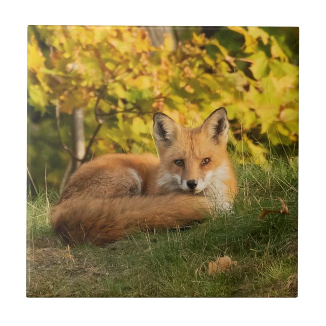 Fall Fox     Ceramic Tile (Front)