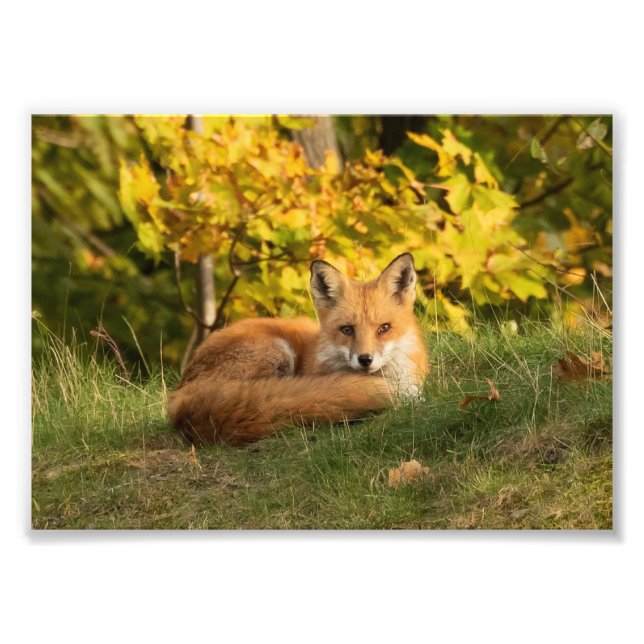 Fall Fox  Photo Print (Front)