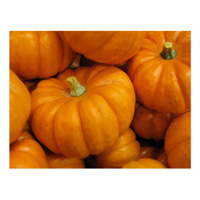 Fall Harvest Pumpkins Post Cards