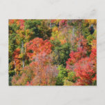 Fall Hillside Colorful Autumn Nature Photography Postcard