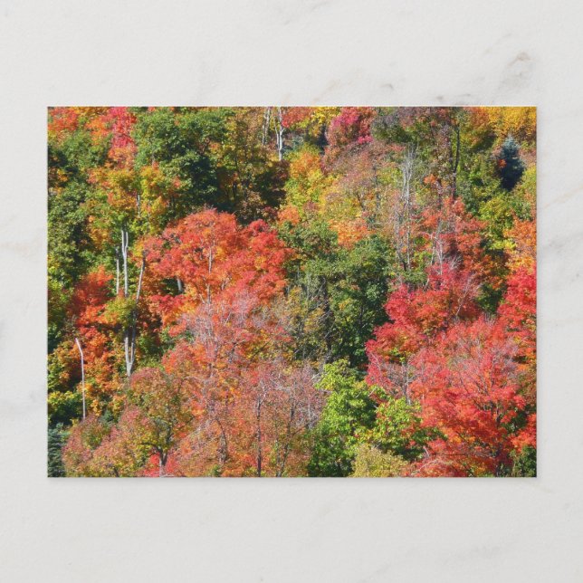 Fall Hillside Colorful Autumn Nature Photography Postcard (Front)