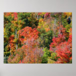 Fall Hillside Colorful Autumn Nature Photography Poster