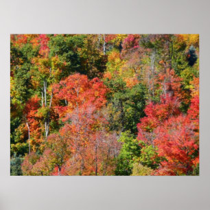 Fall Hillside Colorful Autumn Nature Photography Poster