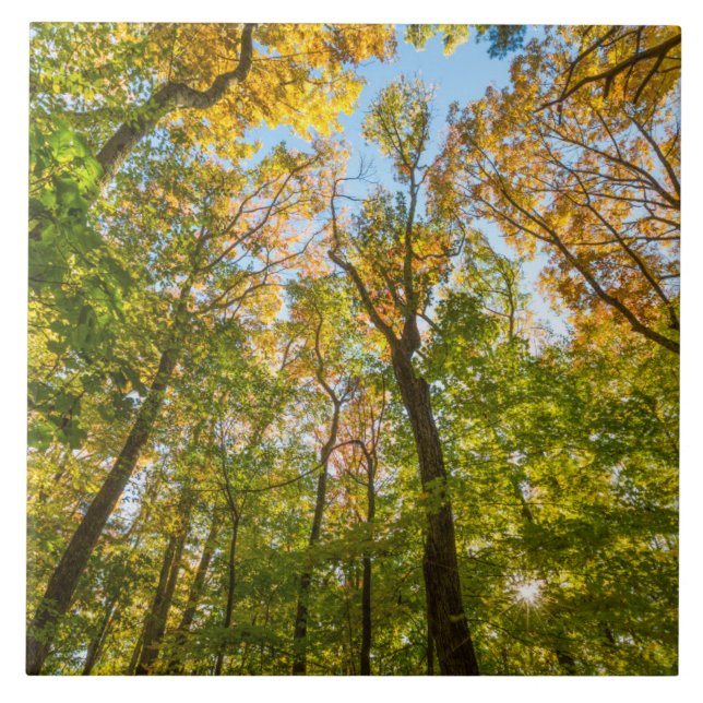 Fall in a Forest in Amesbury, Massachusetts Ceramic Tile (Front)