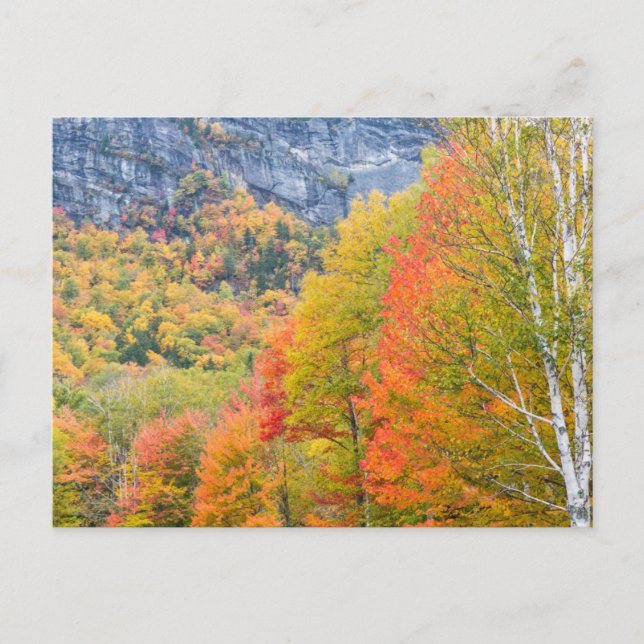 Fall in Grafton Notch State Park, Maine Postcard (Front)