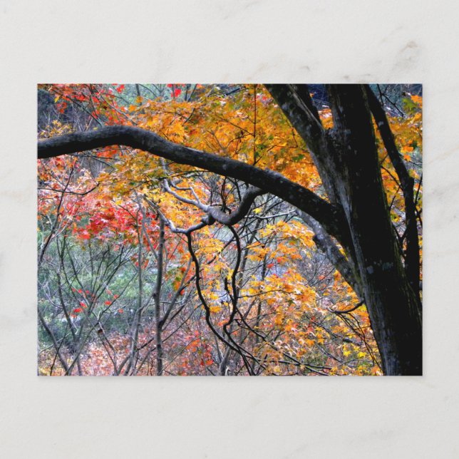 Fall in Love/Autumn Colors Postcard (Front)