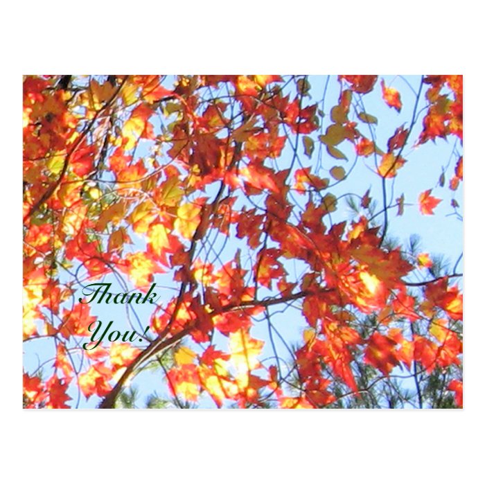 Fall in Maine USA and Thank You Post Cards