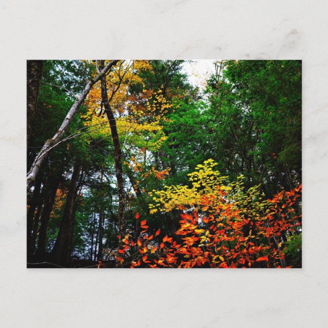 Fall in New England-postcard Postcard (Front)