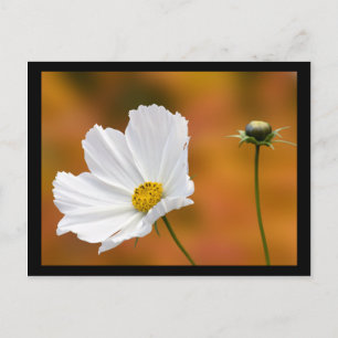 Fall In North Conway New Hampshire Postcard