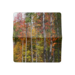 Fall in the Forest Colorful Autumn Photography Checkbook Cover