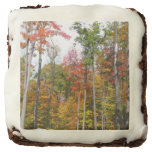 Fall in the Forest Colorful Autumn Photography Chocolate Brownie
