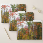 Fall in the Forest Colorful Autumn Photography File Folder