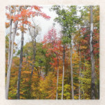 Fall in the Forest Colorful Autumn Photography Glass Coaster