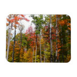 Fall in the Forest Colorful Autumn Photography Magnet