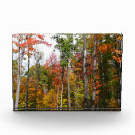 Fall in the Forest Colorful Autumn Photography Photo Block