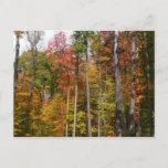 Fall in the Forest Colorful Autumn Photography Postcard