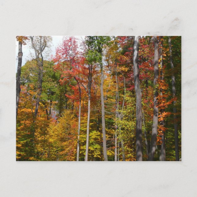 Fall in the Forest Colorful Autumn Photography Postcard (Front)