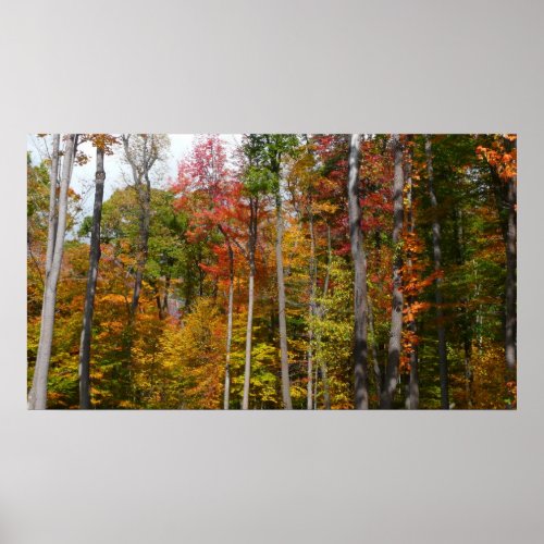 Fall in the Forest Colorful Autumn Photography Poster