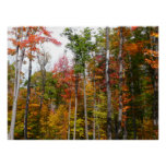 Fall in the Forest Colorful Autumn Photography Poster