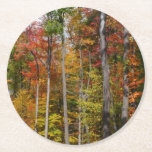 Fall in the Forest Colorful Autumn Photography Round Paper Coaster