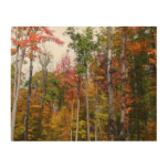 Fall in the Forest Colorful Autumn Photography Wood Wall Art