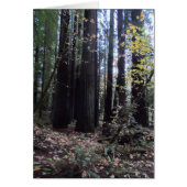 Fall in the Redwoods (Front)