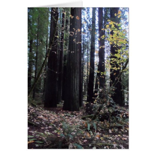 Fall in the Redwoods Cards (Front)