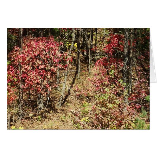 Fall in the Smokies Cards (Front Horizontal)