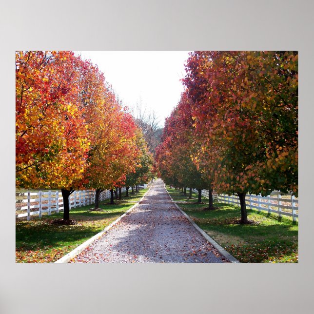 Fall in Virginia Fall Foliage Trees Leaves Photo Poster (Front)